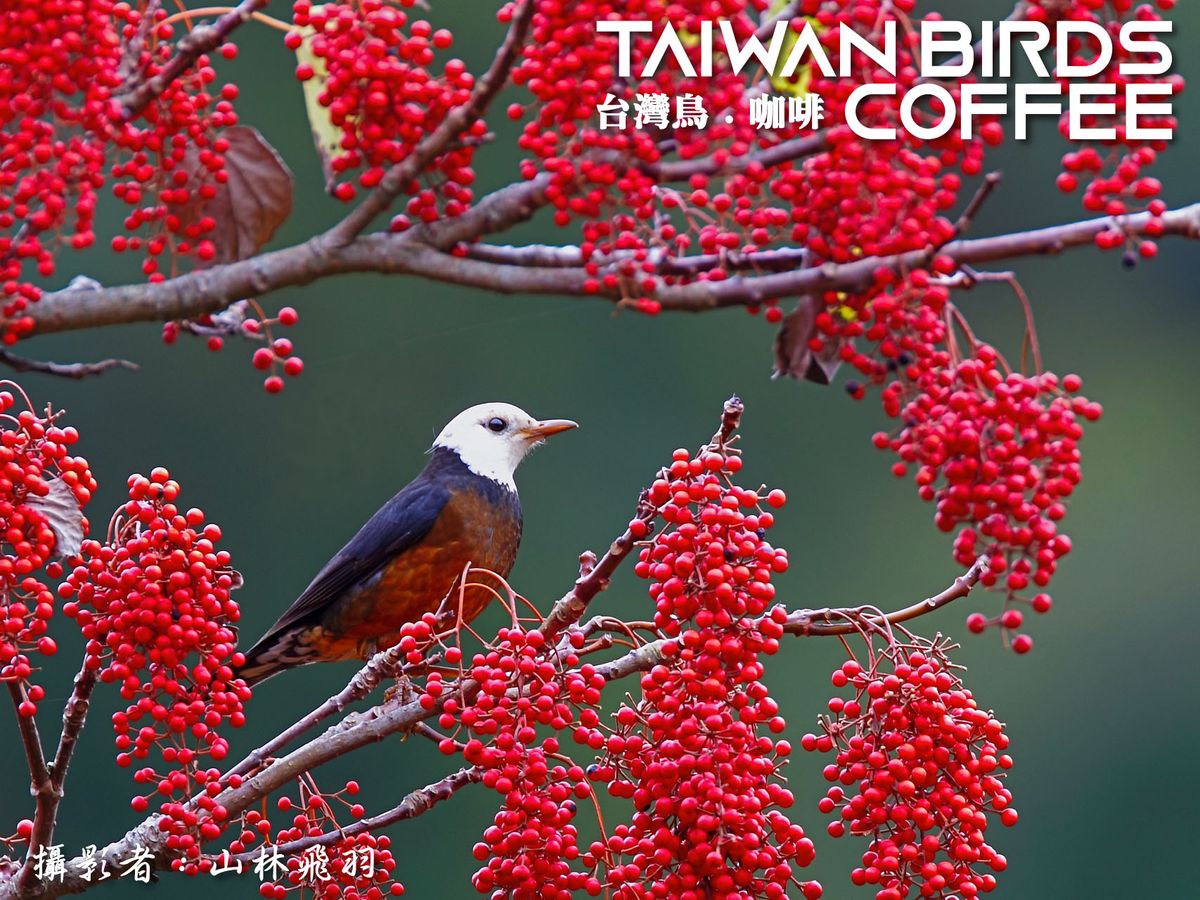 台灣特有種 - 白頭鶇