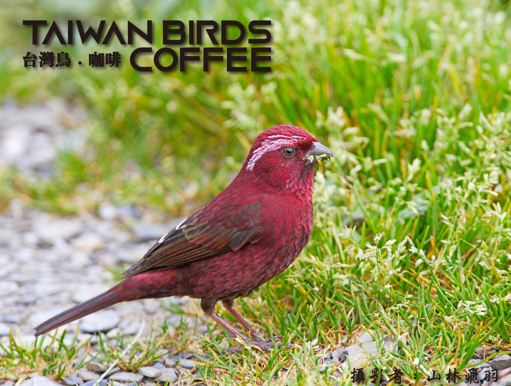 台灣特有種 台灣朱雀 台灣鳥咖啡