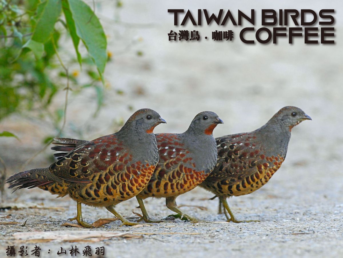 台灣特有種 - 竹雞