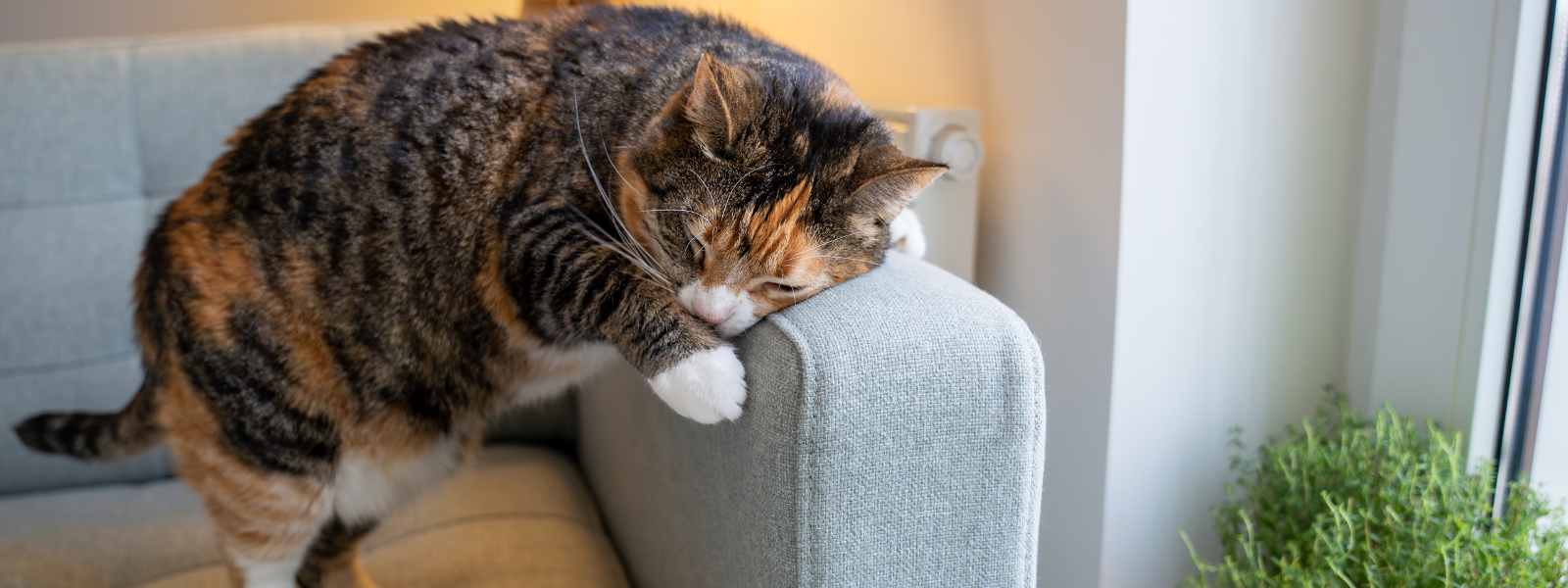 If Animals Mark Their Territory With Scent, What About Humans?