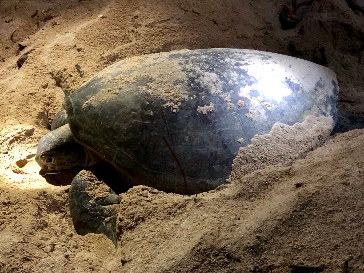 Turt-ley Awesome! I Blogpost by Candle Pit Stop