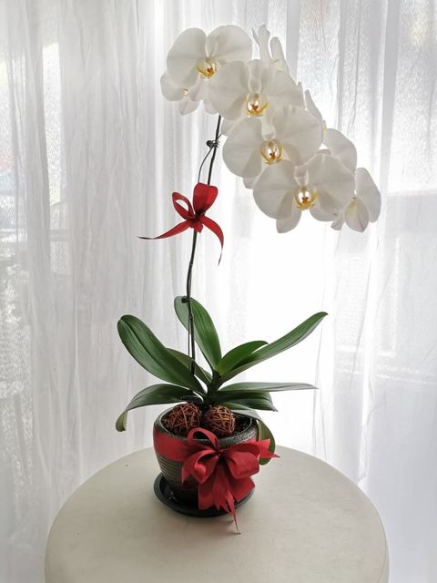 White Phalaenopsis Orchid Plant