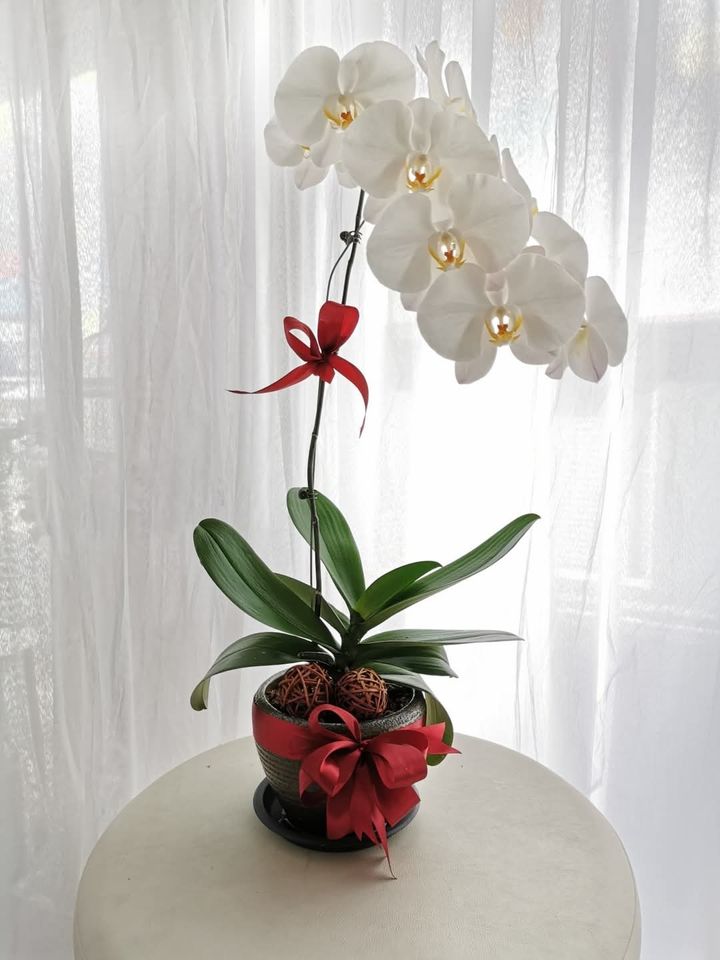 White Phalaenopsis Orchid Plant