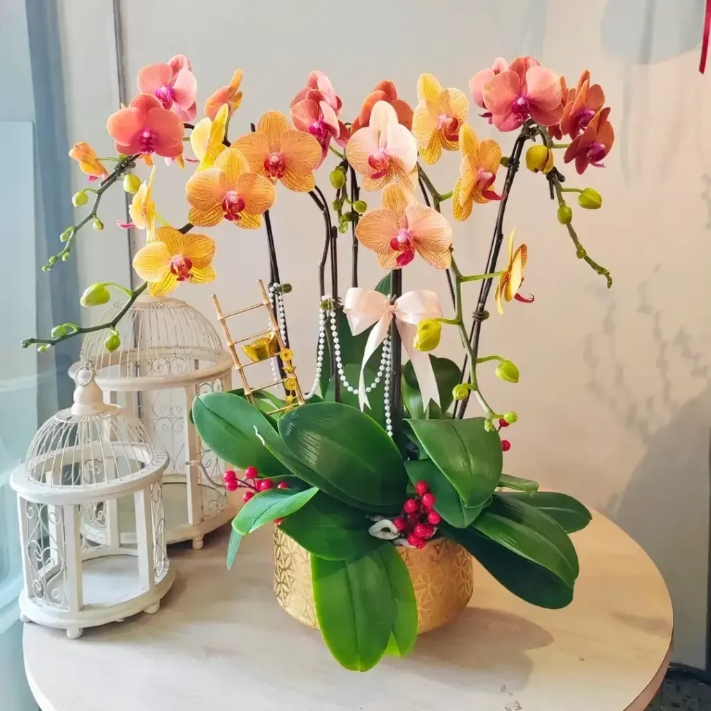 Phalaenopsis Orchid Arrangement 02 (Only Send Johor Bahru)
