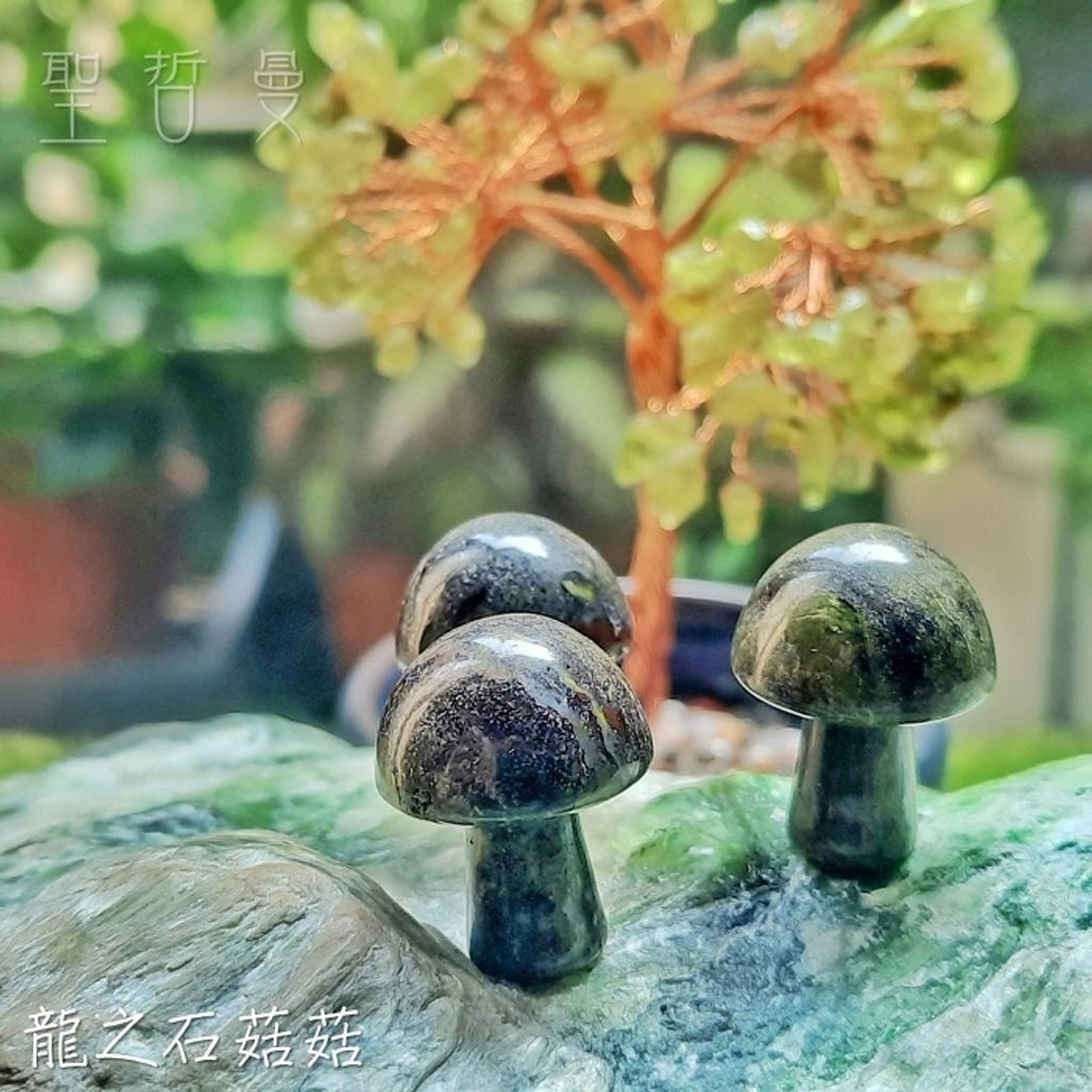 龍之石菇菇1