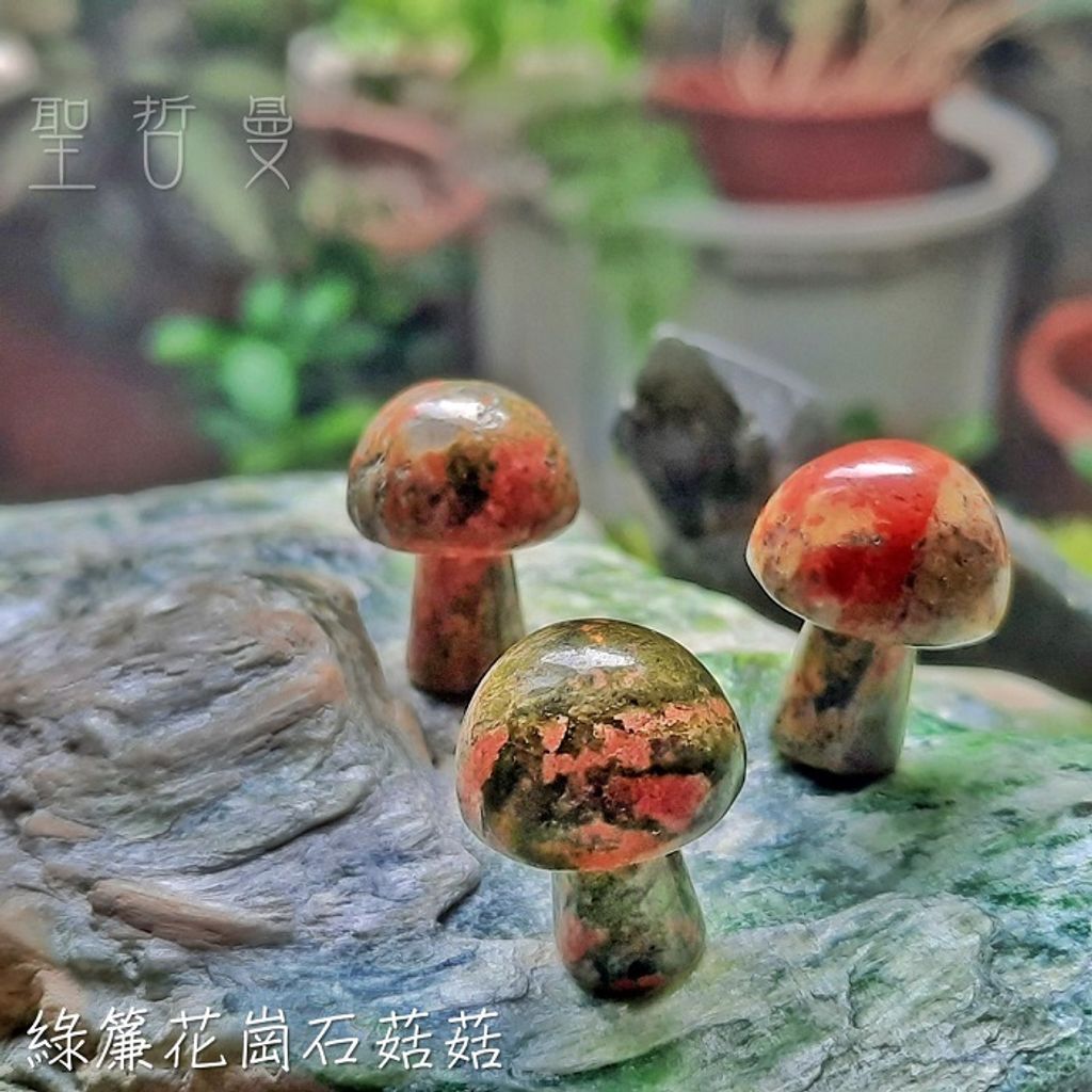 綠簾花崗石菇菇1