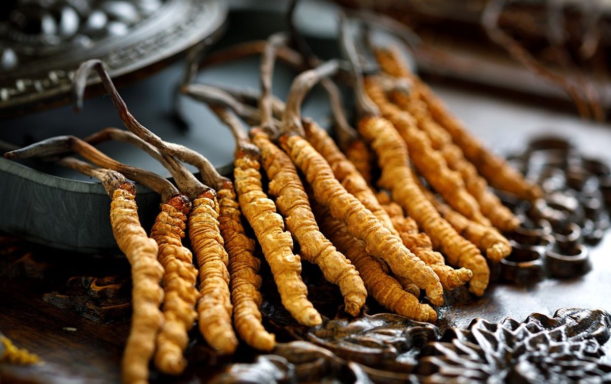 Introducing Our Wild Cordyceps