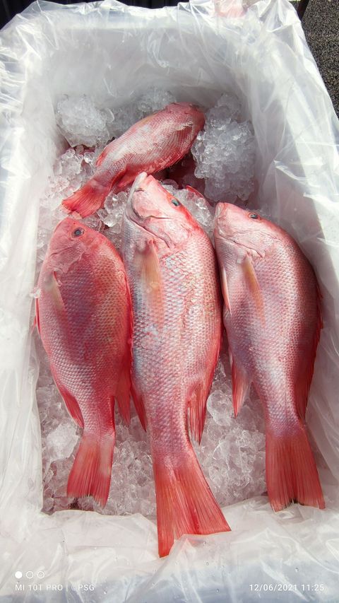 ikan merah 2.jpg