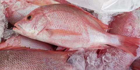 ikan merah.jpg