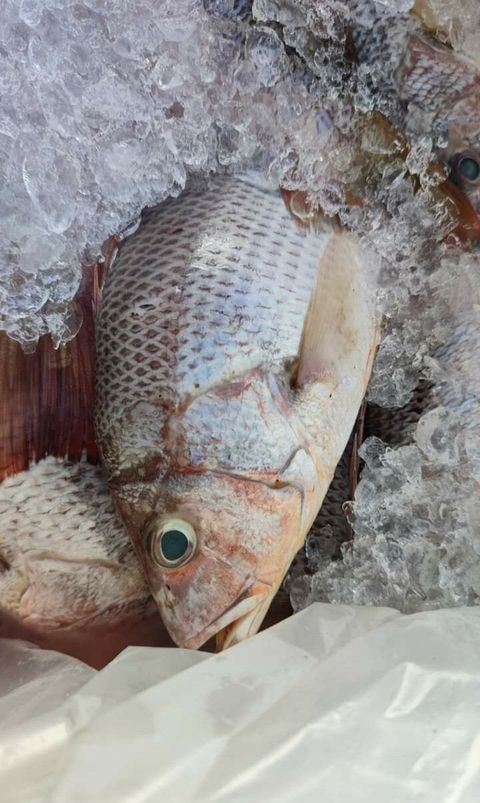 jenahak.jpg