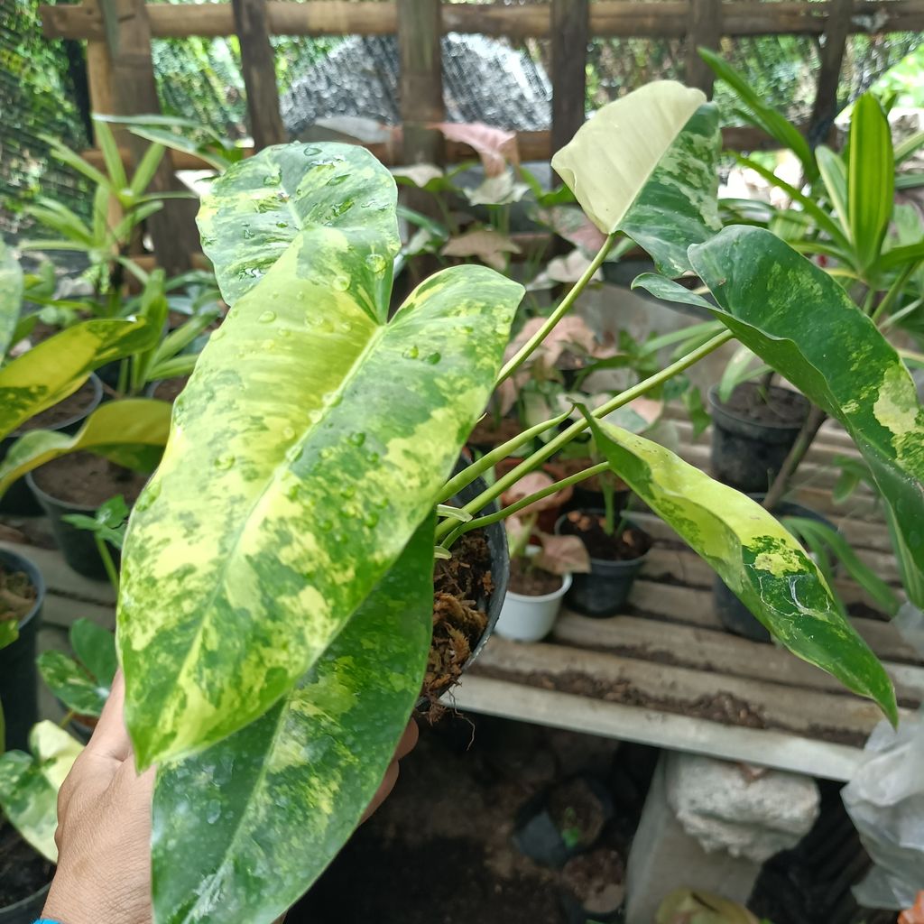 PHILODENDRON BURLEMARK Varigated House Plants FREE Phytosanitary Certificate and FREE Express Shipping HT