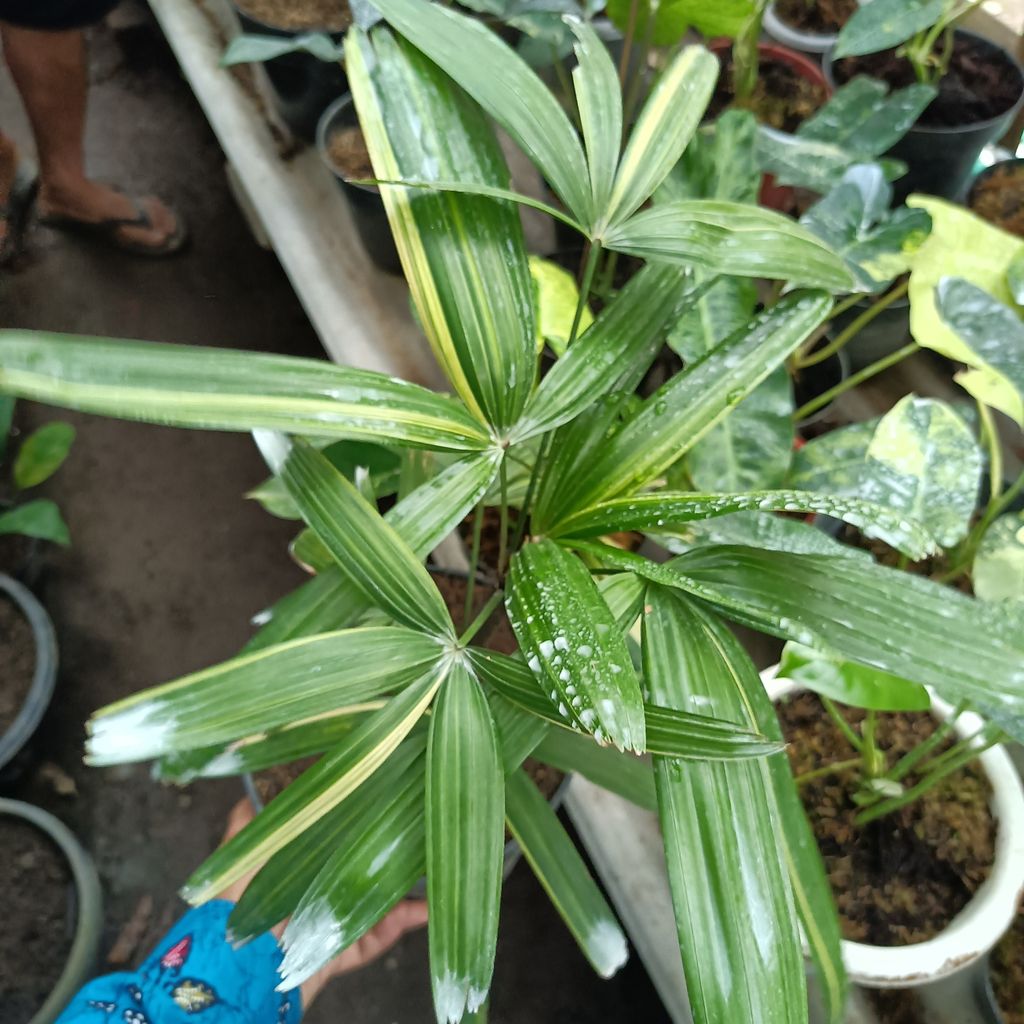Rhapis Humilis Lady Palm Tree Variegated House Plants FREE Phytosanitary Certificate and FREE Express Shipping HT