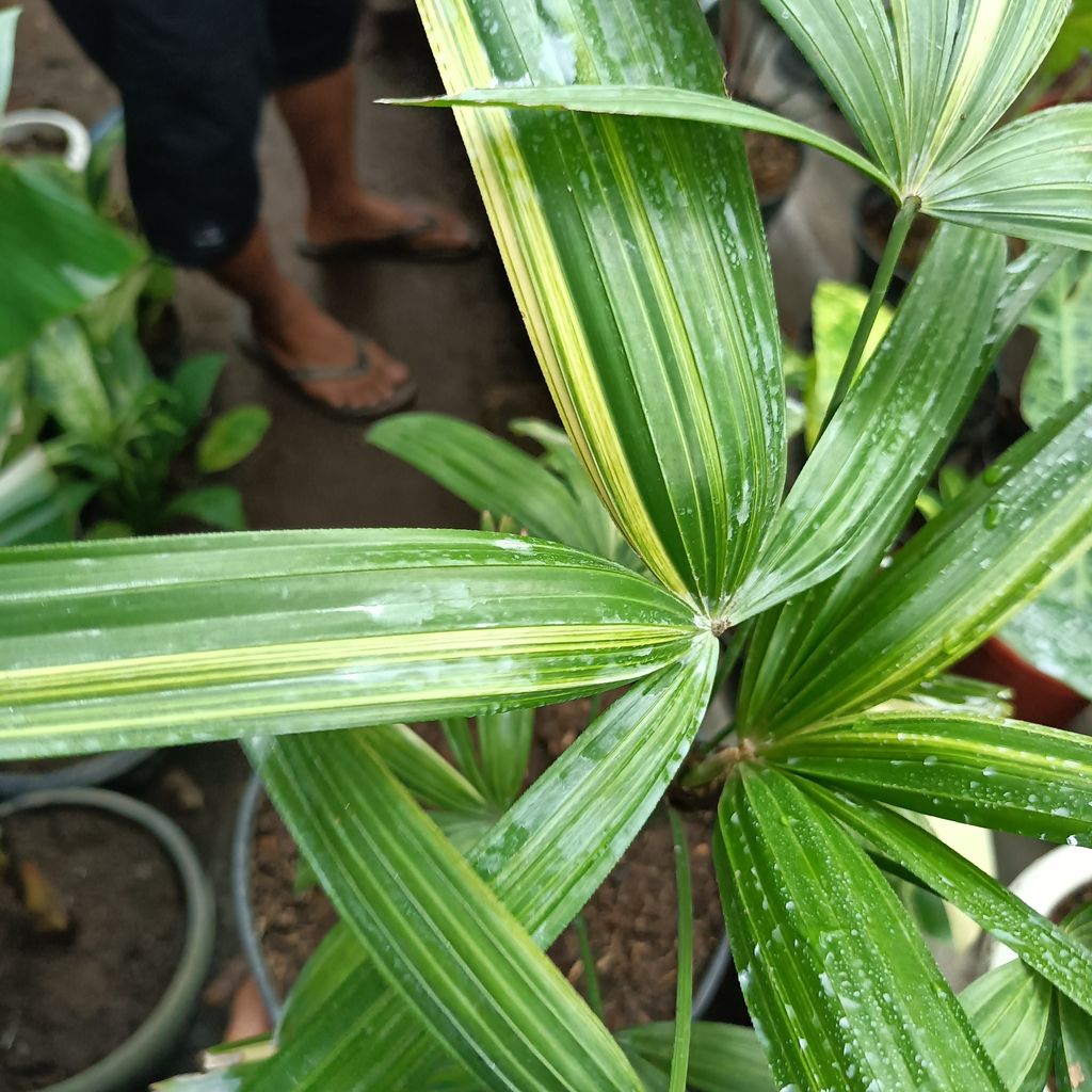 Rhapis Humilis Lady Palm Tree Variegated House Plants FREE Phytosanitary Certificate and FREE Express Shipping HT
