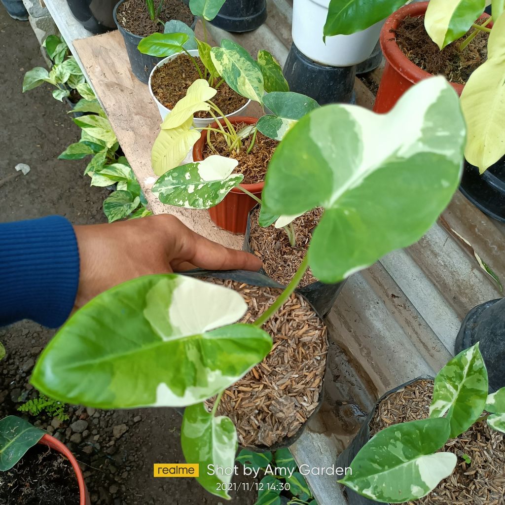 Alocasia Machrorriza Varigated Bulbs House Plants FREE Phytosanitary Certificate and FREE Express Shipping HT