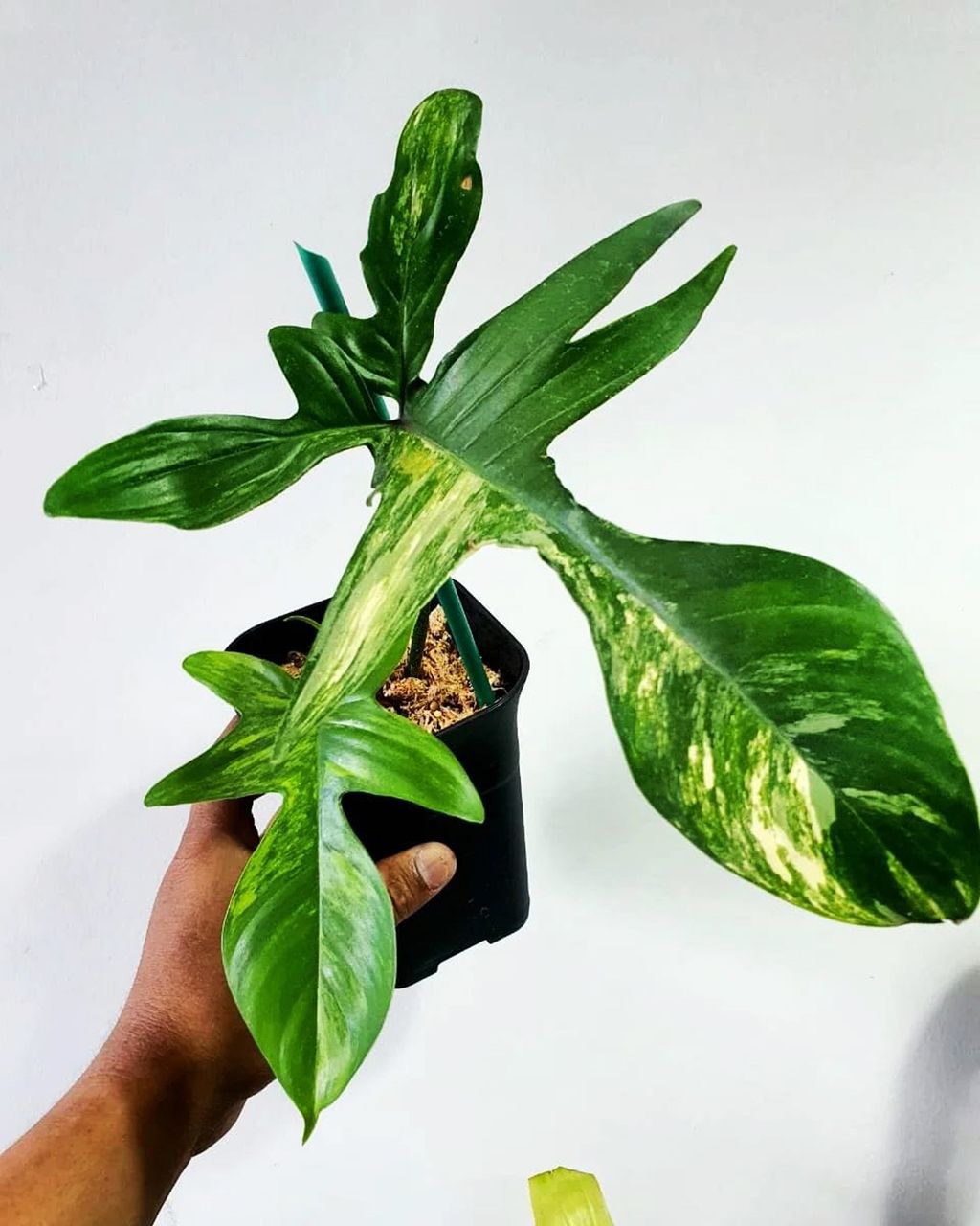 PHILODENDRON Florida Beauty Varigated House Plants FREE Phytosanitary Certificate and FREE Express Shipping HT