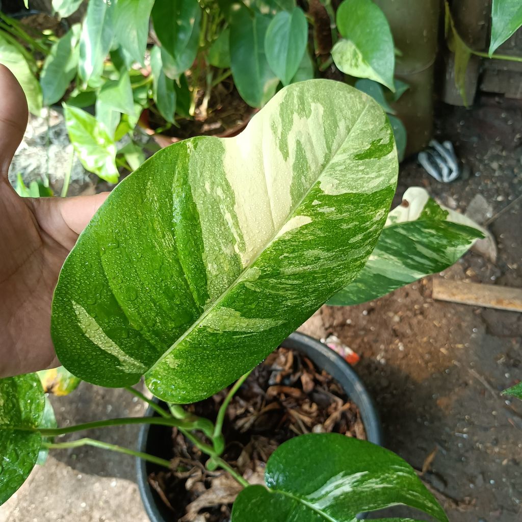 Monstera Epipremnum Pinnatum Variegated House Plants FREE Phytosanitary Certificate and FREE Express Shipping HT