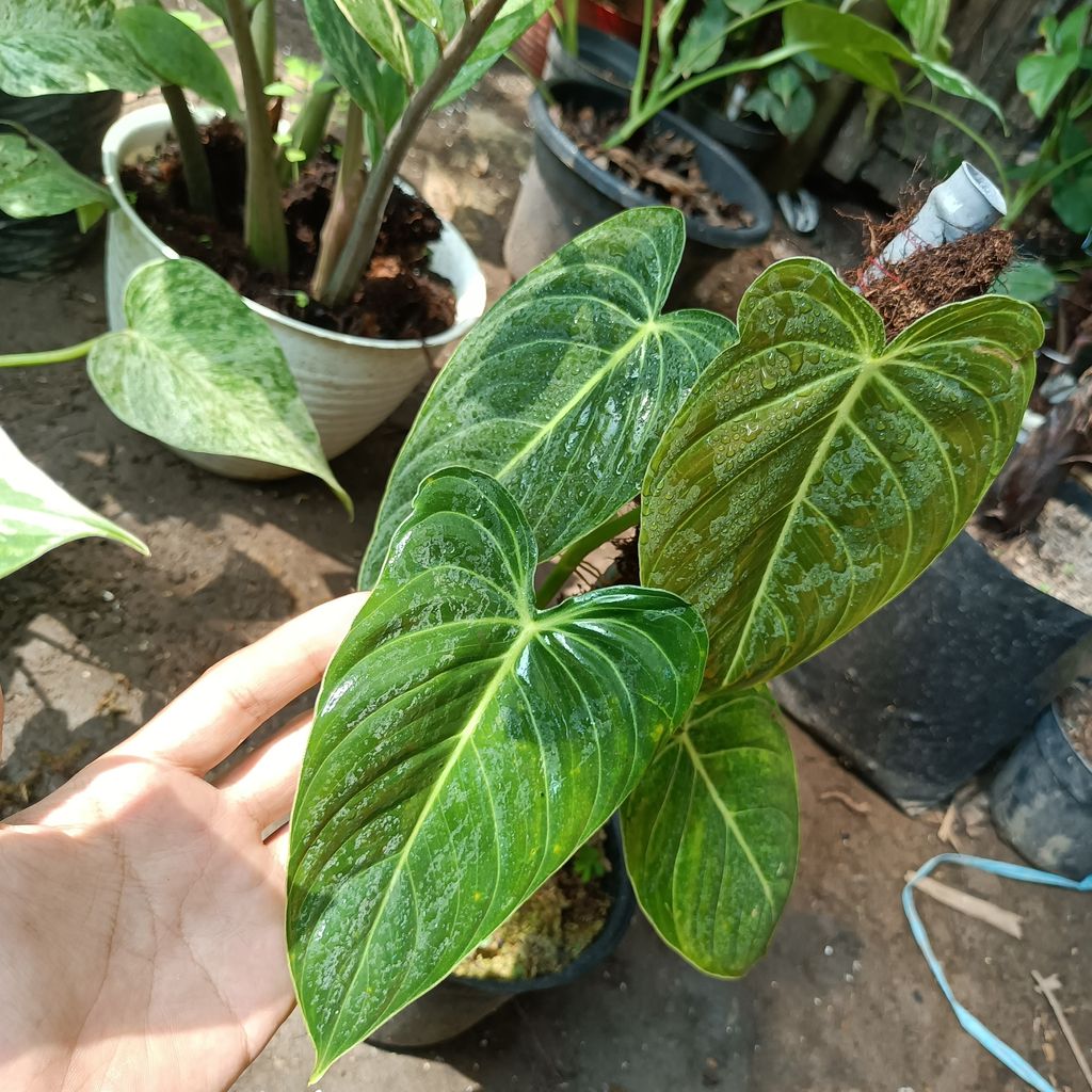 Philodendron Melanochrysum House Plants FREE Phytosanitary Certificate and FREE Express Shipping HT
