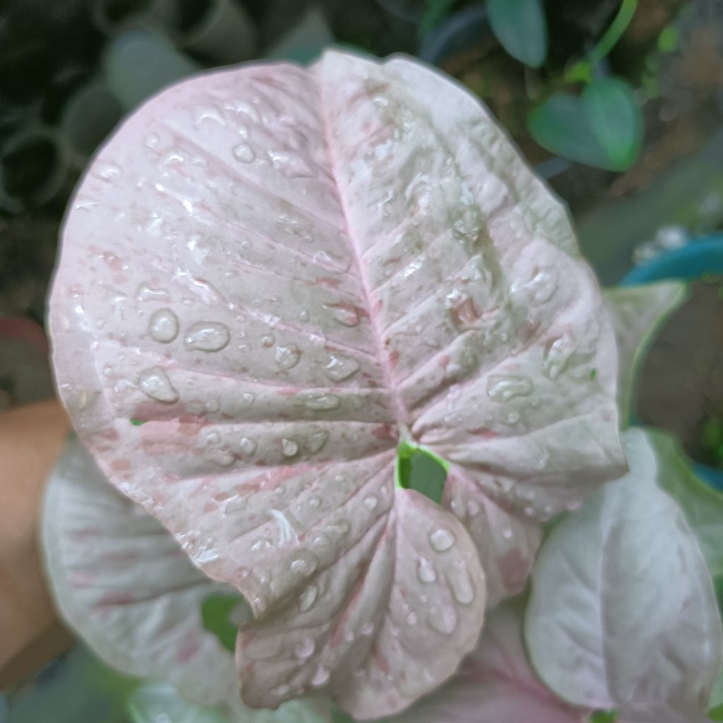 Syngonium Pink Spot House Plants FREE Phytosanitary Certificate and FREE Express Shipping HT