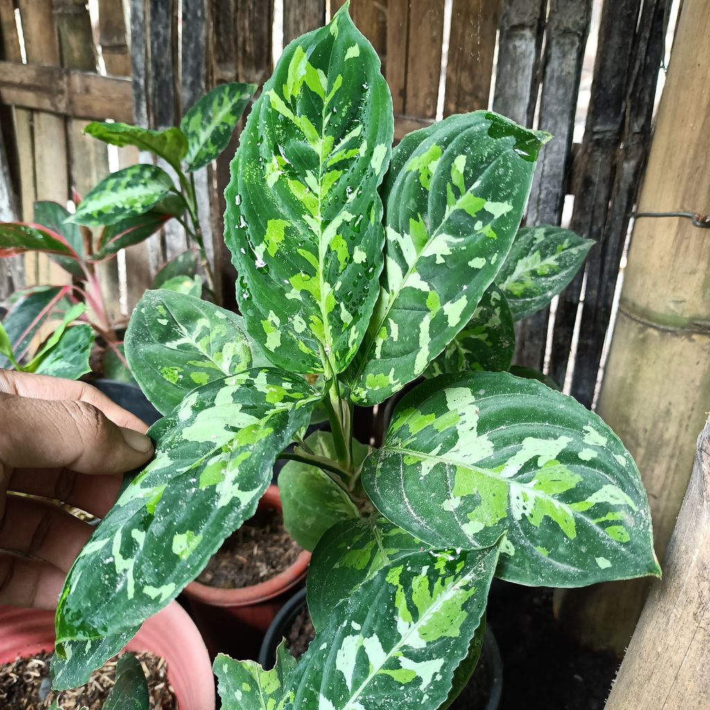 AglonemA Pictum Three Color House Plants FREE Phytosanitary Certificate and FREE Express Shipping HT
