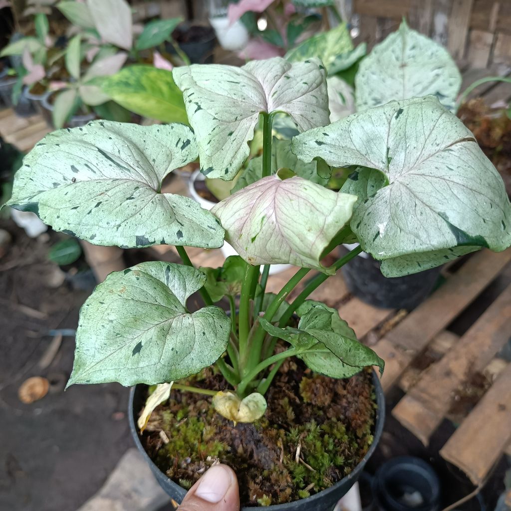 Syngonium Green Splash House Plants FREE Phytosanitary Certificate and FREE Express Shipping HT