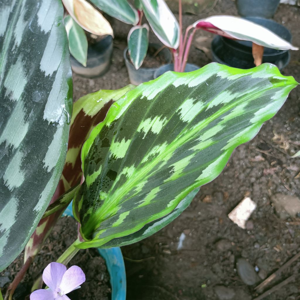 Calathea Peacock Java House Plants FREE Phytosanitary Certificate and FREE Express Shipping HT