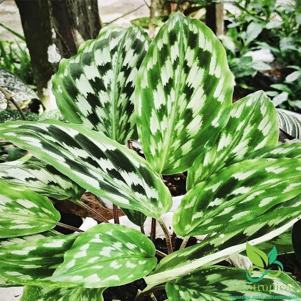 Calathea Peacock Java House Plants FREE Phytosanitary Certificate and FREE Express Shipping HT