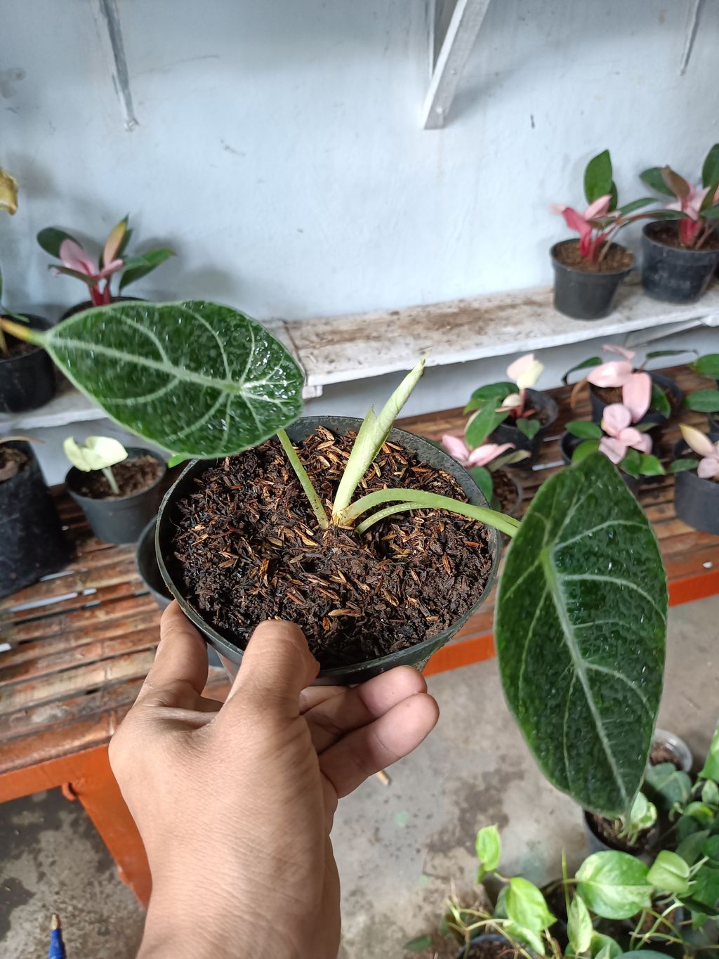 Alocasia Black Velvet House Plants FREE Phytosanitary Certificate and FREE Express Shipping HT
