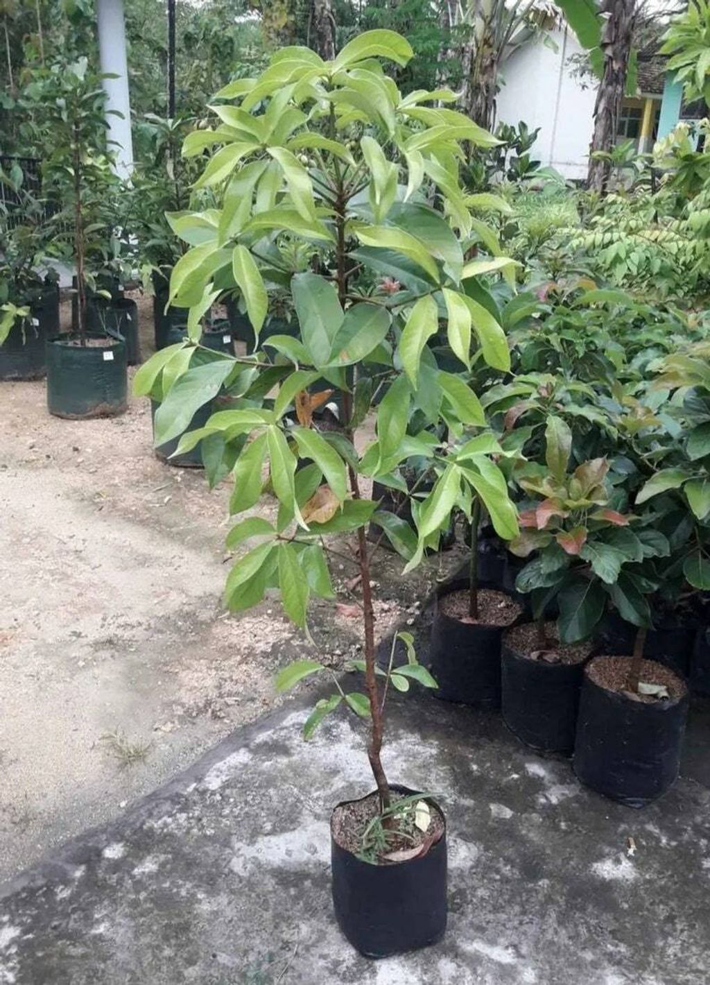 Grafted Malay Apple Dersono Jambu Jamaica Fruit Tree Plant Free Phytosanitary Free Express Shipping HT