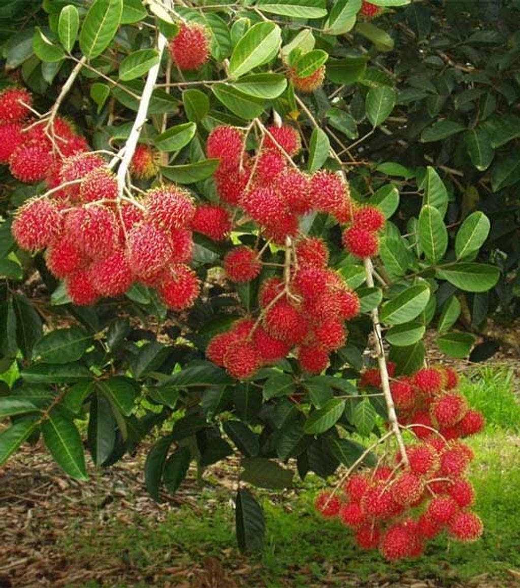 Grafted Rambutan Binjai Fruit Tree Free Phytosanitary Free Express Shipping HT