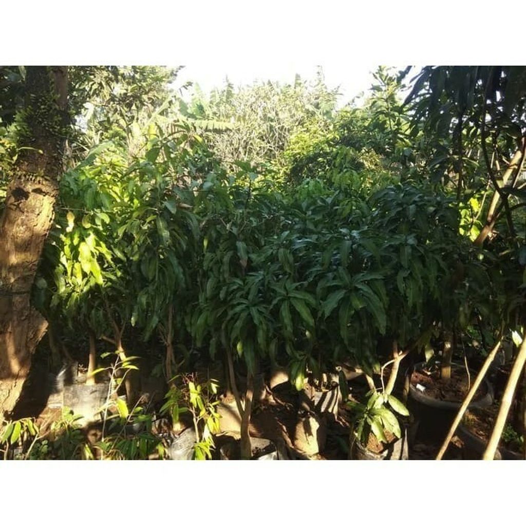 Grafted Mangifera Indica L Fruit Tree Mango Gedong Gincu Free Phytosanitary Free Express Shipping HT