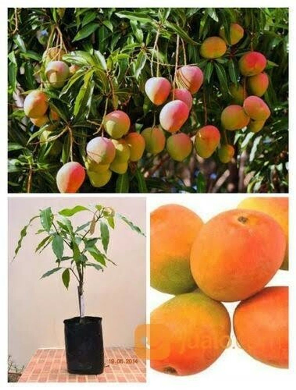 Grafted Mangifera Indica L Fruit Tree Mango Gedong Gincu Free Phytosanitary Free Express Shipping HT