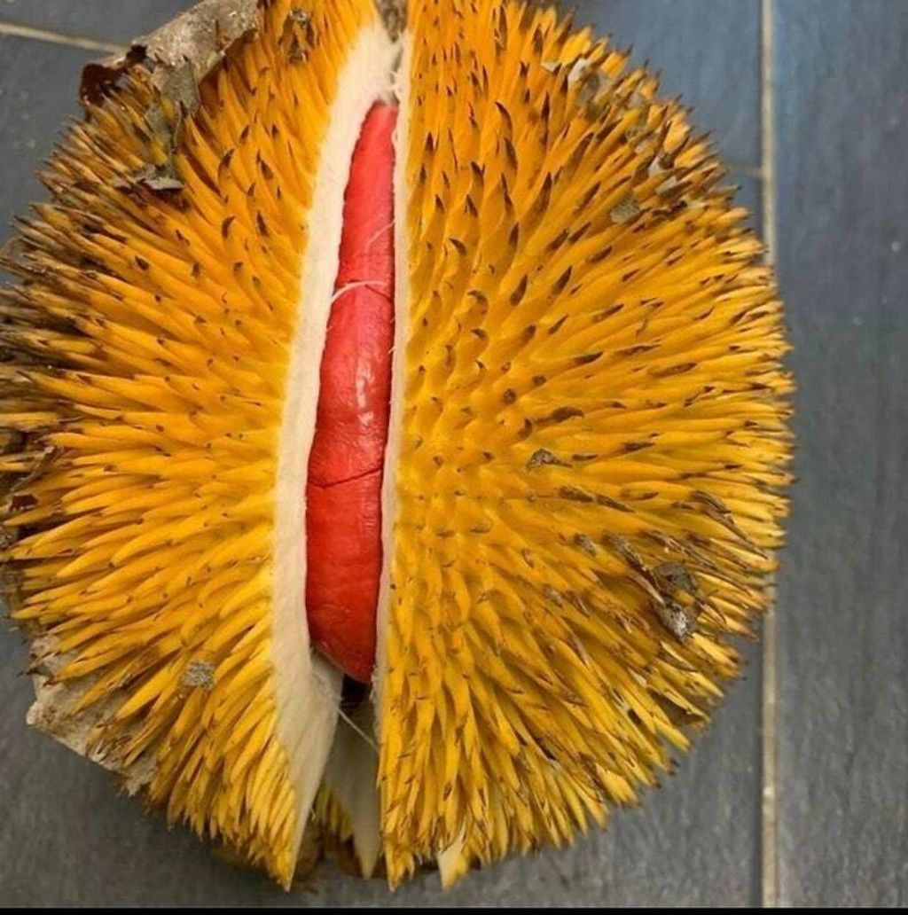 Grafted Durio Graveolens Red Durian Tree Free Phytosanitary Free Express Shipping HT