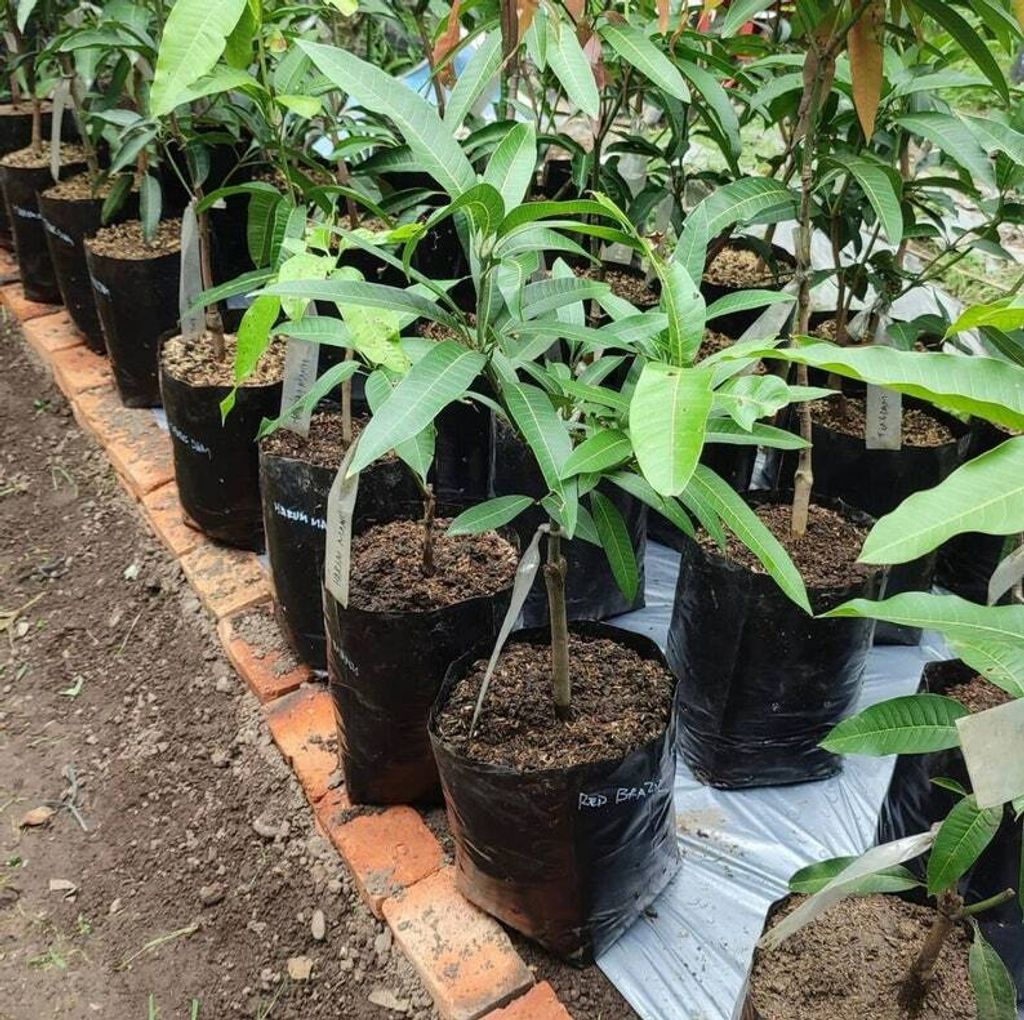 Grafted Nam Doc Mai Mango Thailand Tree Free Phytosanitary Free Express Shipping HT