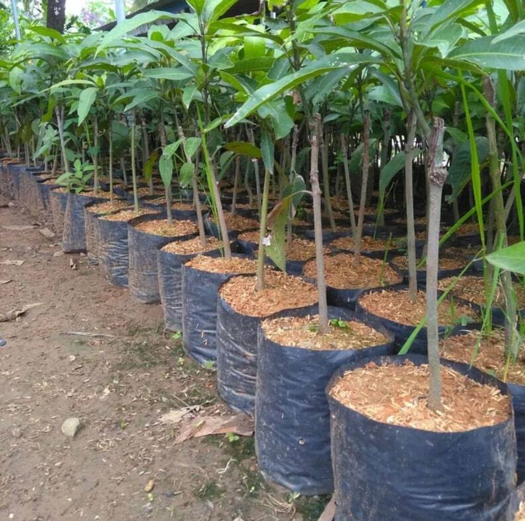 Grafted Very Big Mango Kijoy (Manglifera) Thailand Tree Free Phytosanitary Free Express Shipping HT
