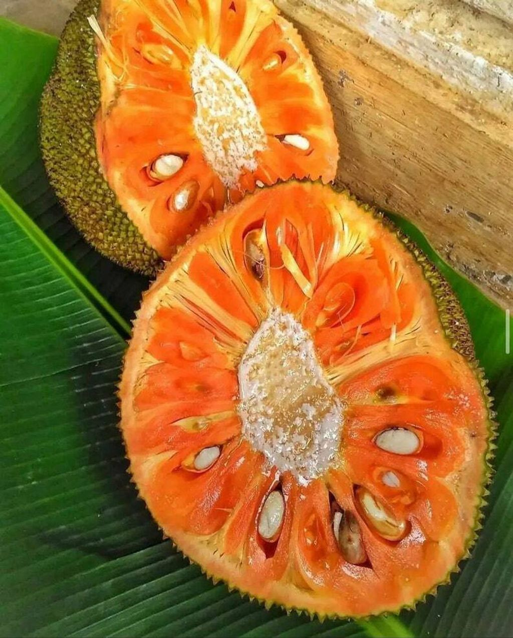 Grafted Red Jack Fruit Tree Free Phytosanitary Free Express Shipping HT