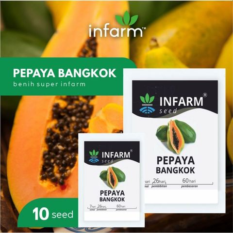 10 Seed Papaya Bangkok Free Phytosanitary Free Express Shipping HT