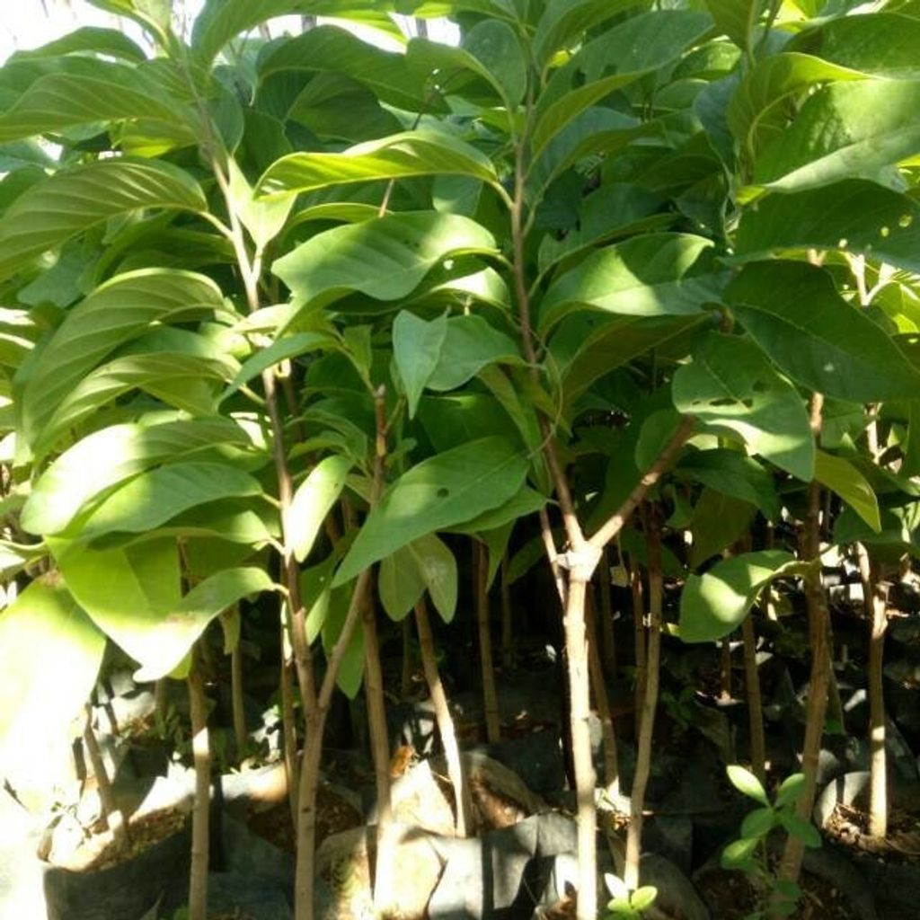 Grafted Annona squamosa Super Jumbo Tree Free Phytosanitary Free Express Shipping HT