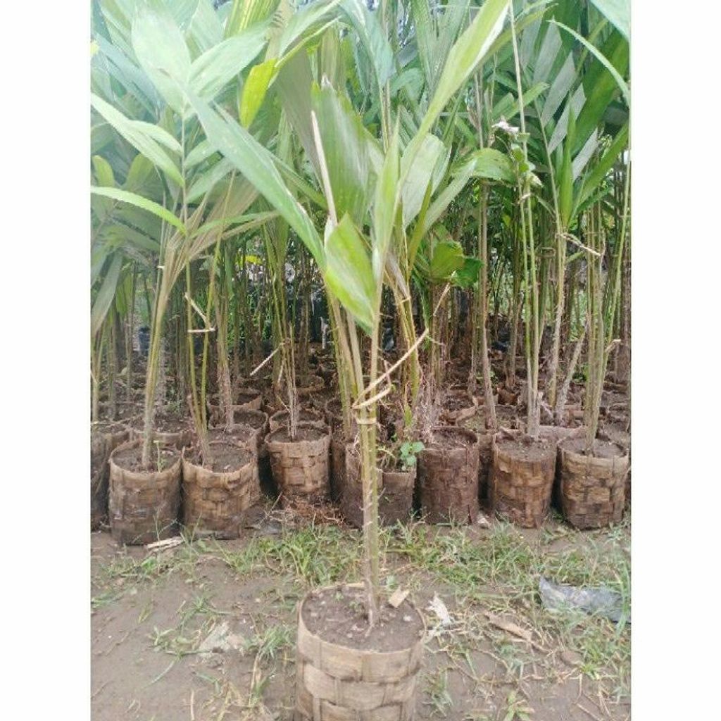 Grafted Salacca edulis Pondoh Tree Free Phytosanitary Free Express Shipping HT