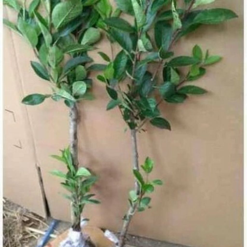 Grafted Malus domestica Fuji Tree Free Phytosanitary Free Express Shipping HT