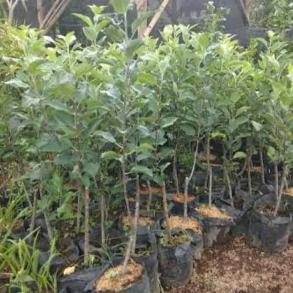 Grafted Malus domestica / Malus sylvestris Red Caroline Tree Free Phytosanitary Free Express Shipping HT