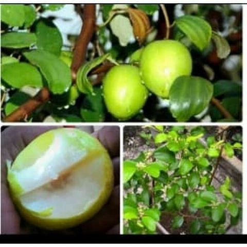Grafted Malus domestica / Malus sylvestris putsa india Tree Free Phytosanitary Free Express Shipping HT