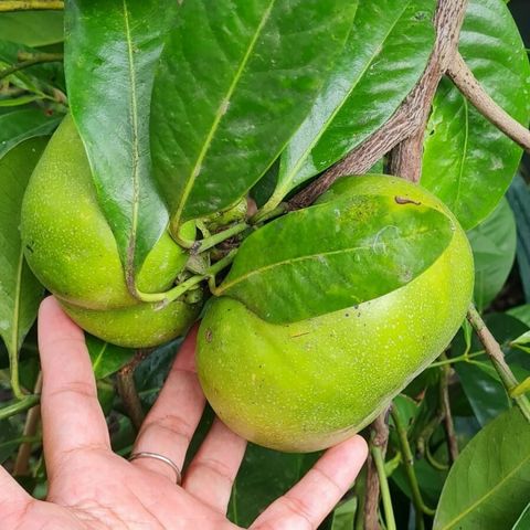 Grafted Black Sapote Giant Tree Free Phytosanitary Free Express Shipping HT