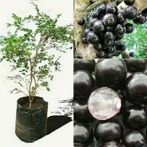 Grafted Vitis vinivera (Grape) Brazil Tree Free Phytosanitary Free Express Shipping HT