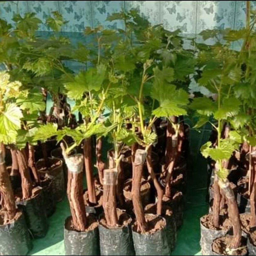 Grafted Vitis vinivera (Grape)  Bogema Super Genjah Tree Free Phytosanitary Free Express Shipping HT