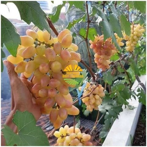 Grafted Vitis vinivera (Grape)  transfiguration Tree Free Phytosanitary Free Express Shipping HT