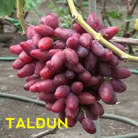 Grafted Vitis vinivera (Grape) Taldun  Tree Free Phytosanitary Free Express Shipping HT