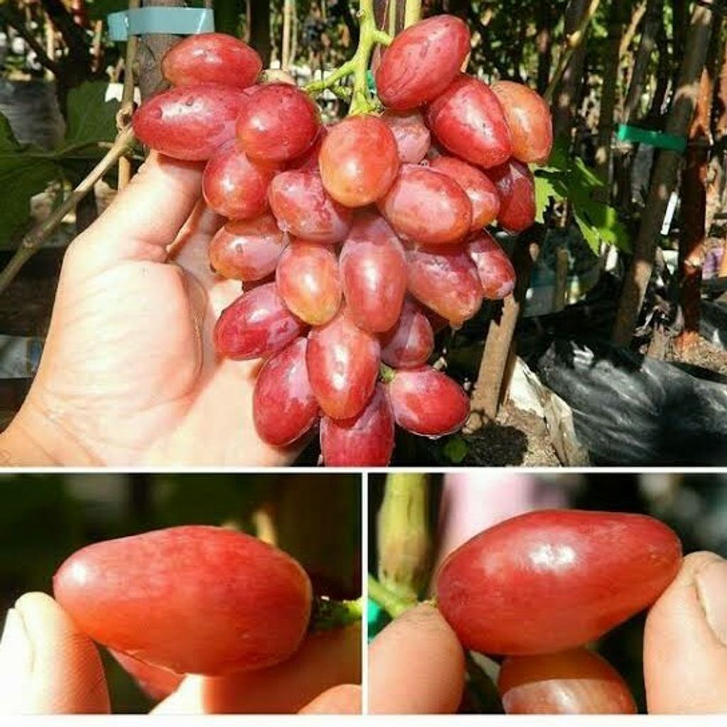 Grafted Vitis vinivera (Grape) Taldun  Tree Free Phytosanitary Free Express Shipping HT
