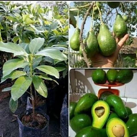 Grafted Avocado (Persea americana) Miki Jumbo Tree Free Phytosanitary Free Express Shipping HT