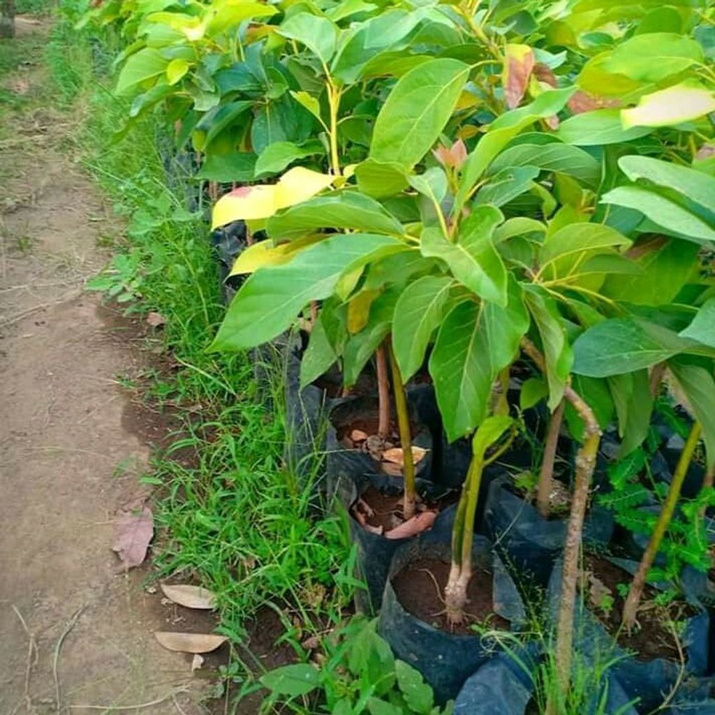 Grafted Avocado (Persea americana) Miki Jumbo Tree Free Phytosanitary Free Express Shipping HT