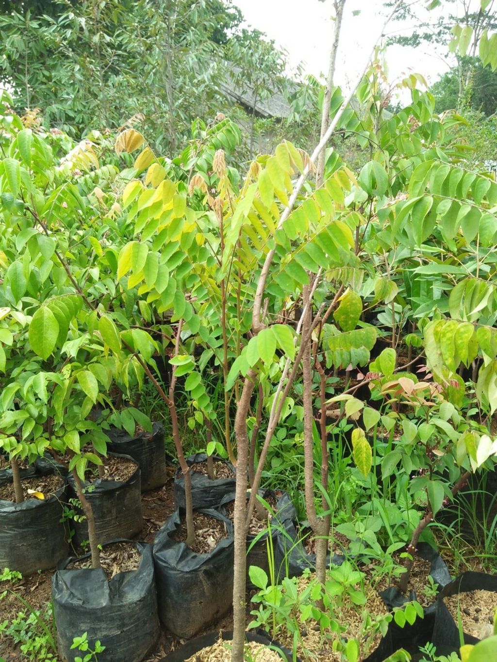 Grafted (Averrhoa carambola) Starf Fuit Dewi Tree Free Phytosanitary Free Express Shipping HT